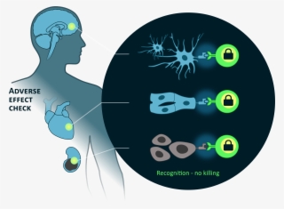 Human C-onerror='this.onerror=null; this.remove();' XYZ Kinase Overexpression Makes T Cells Dummy - Circle